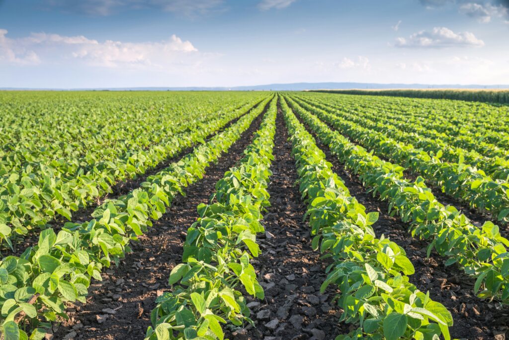 champ légumes